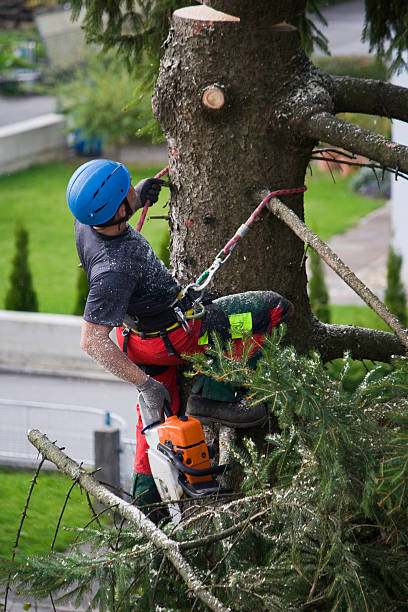 Best Hedge Trimming  in Parkersburg, WV